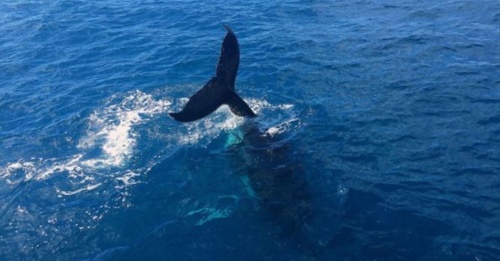 Did Something Stop Time for You Today? | Mindful Moments Humpback whale surfacing in the ocean, symbolising calm, awe, and mindful moments of stillness.